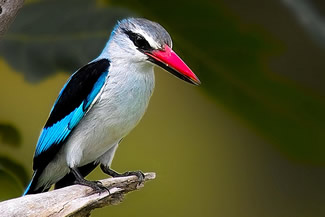 Senegalijsvogel - Halcyon senegalensis